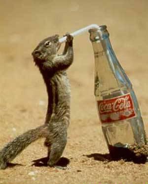 thirsty-squirrel1